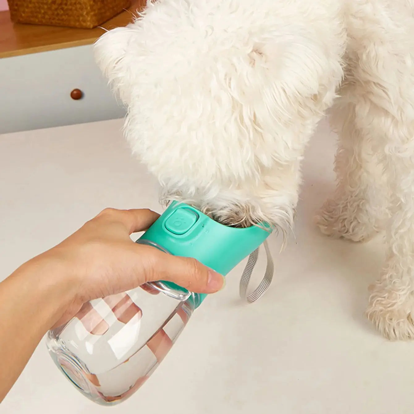 Dog Adventure Water Bottle
